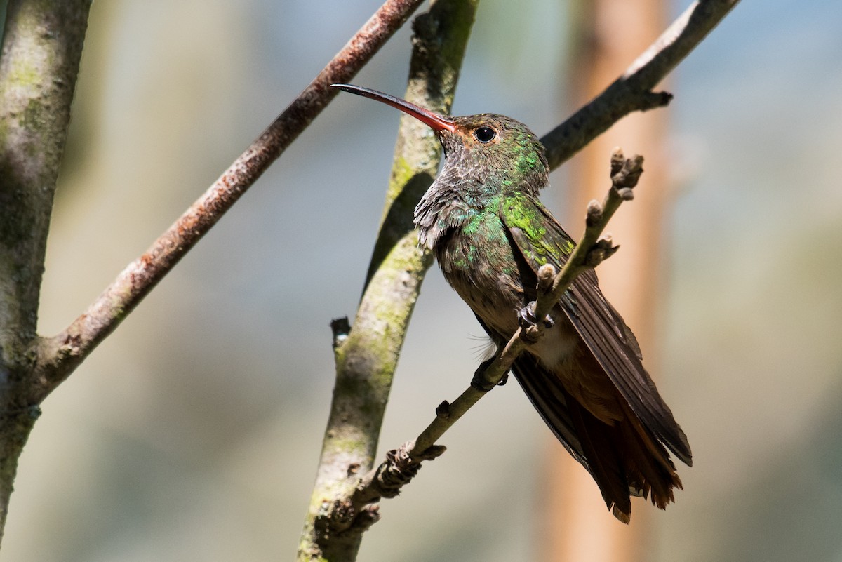 Rufous-tailed Hummingbird - ML135225331