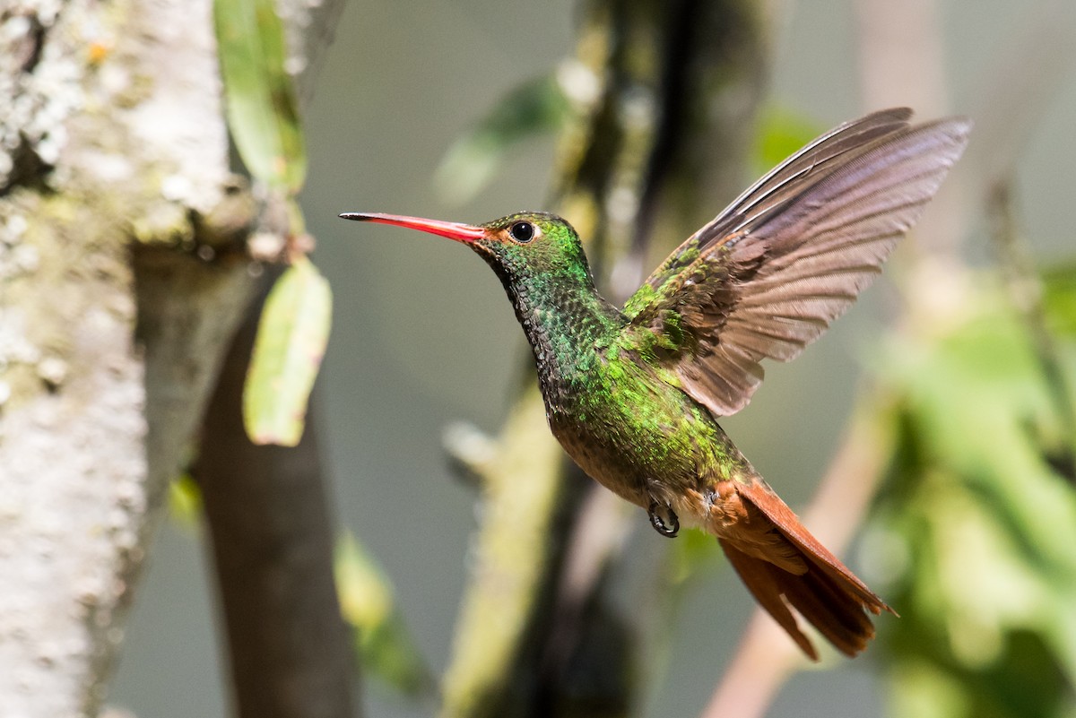 Rufous-tailed Hummingbird - ML135225371