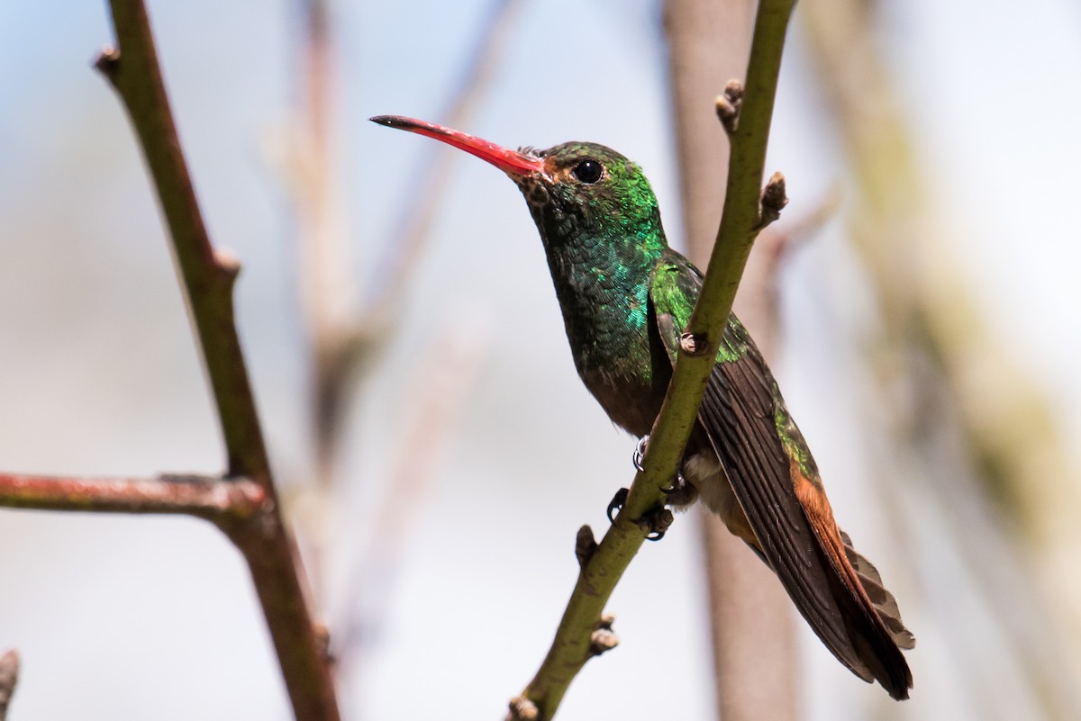 Rufous-tailed Hummingbird - Claudia Brasileiro