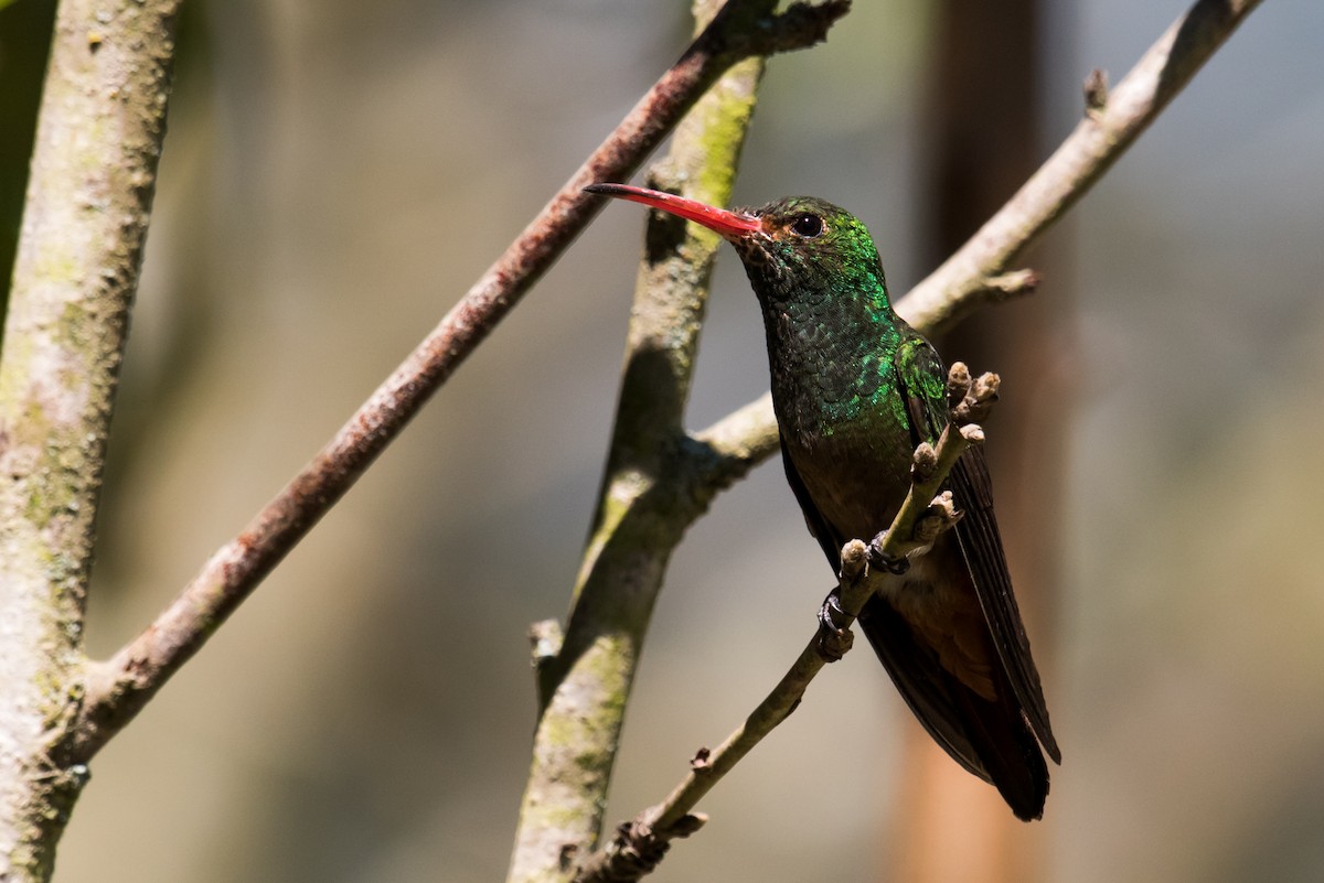 Rufous-tailed Hummingbird - ML135225411