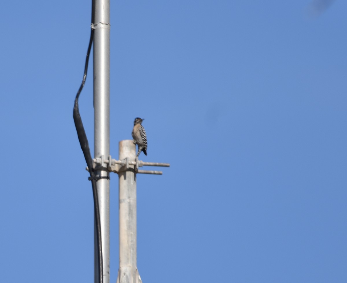 Ladder-backed Woodpecker - ML135226091