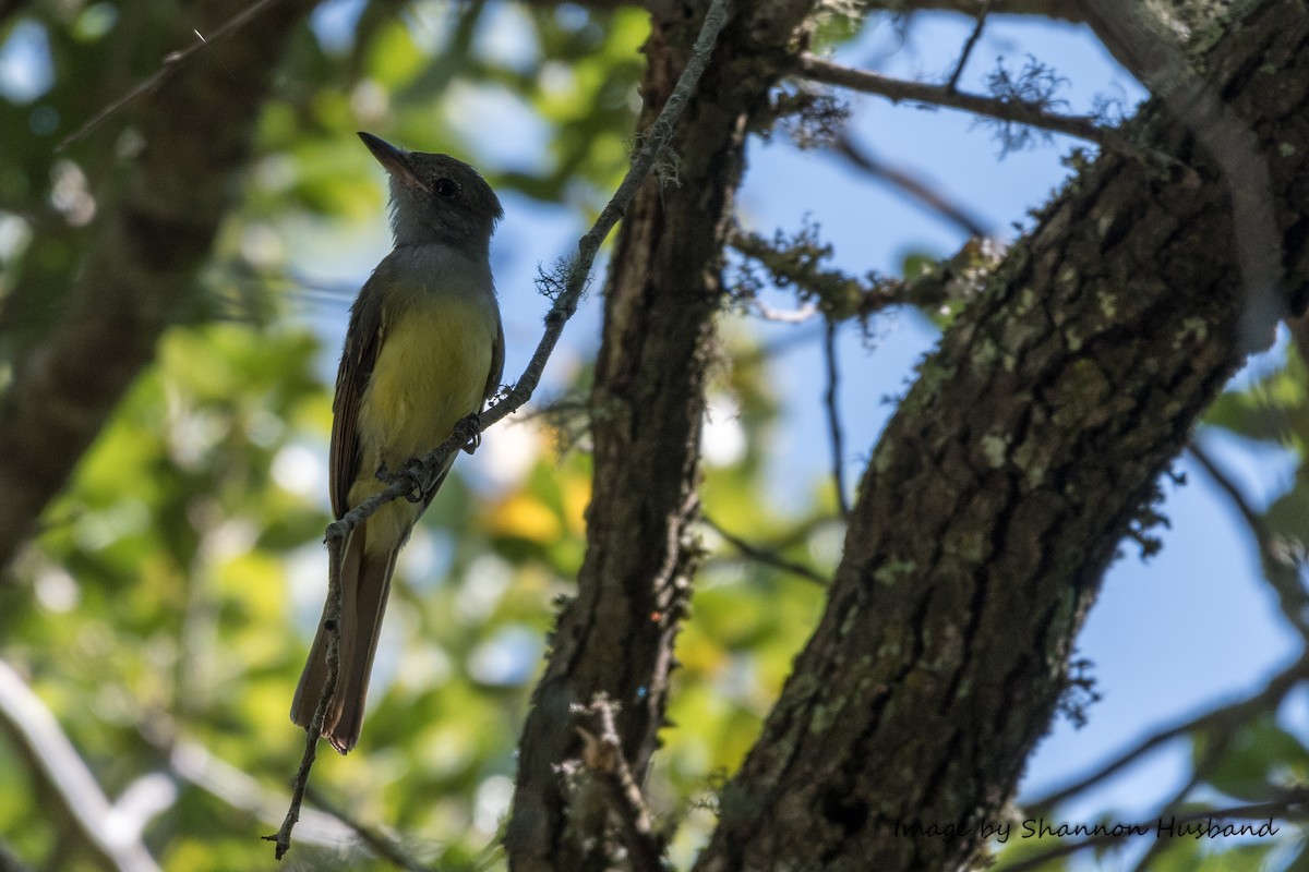 Great Crested Flycatcher - Shannon Husband