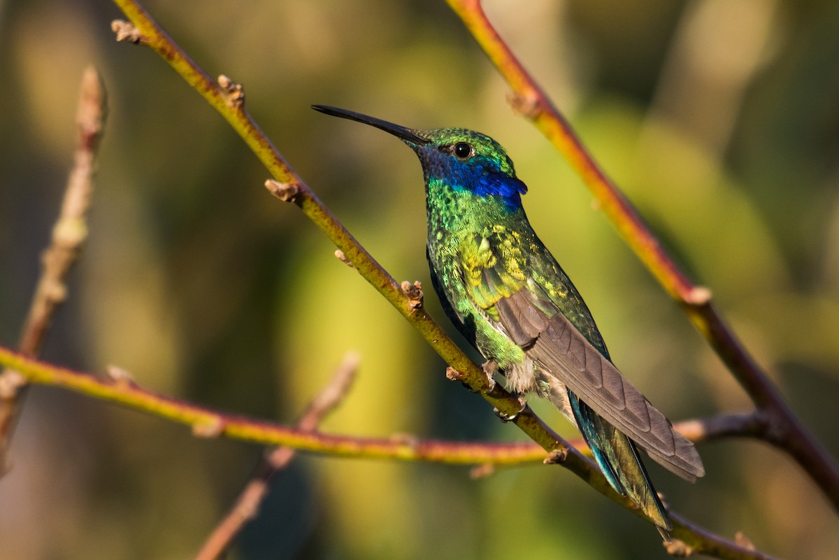 kolibřík modrolící - ML135229881
