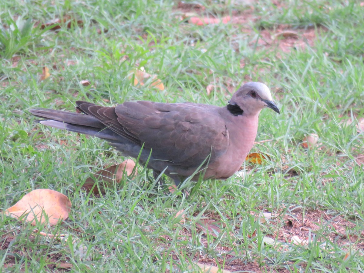 Red-eyed Dove - ML135230051