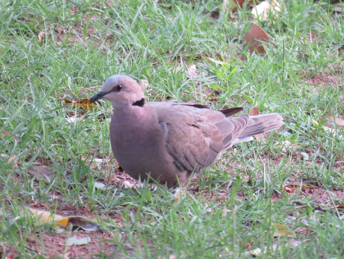 Red-eyed Dove - ML135230061