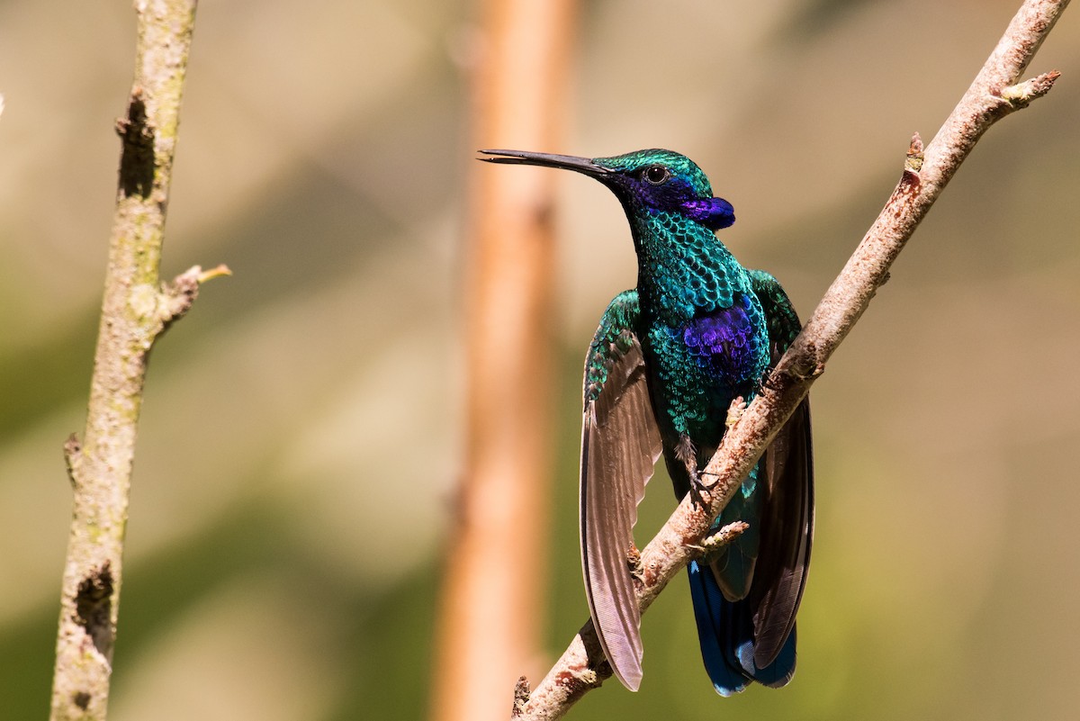 kolibřík modrolící - ML135231911