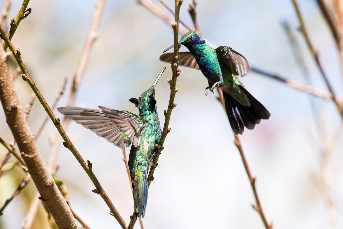 kolibřík modrolící - ML135231921