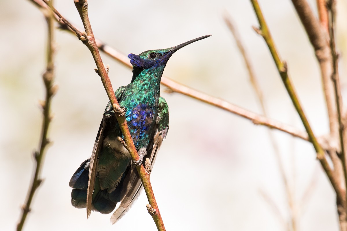 kolibřík modrolící - ML135231941