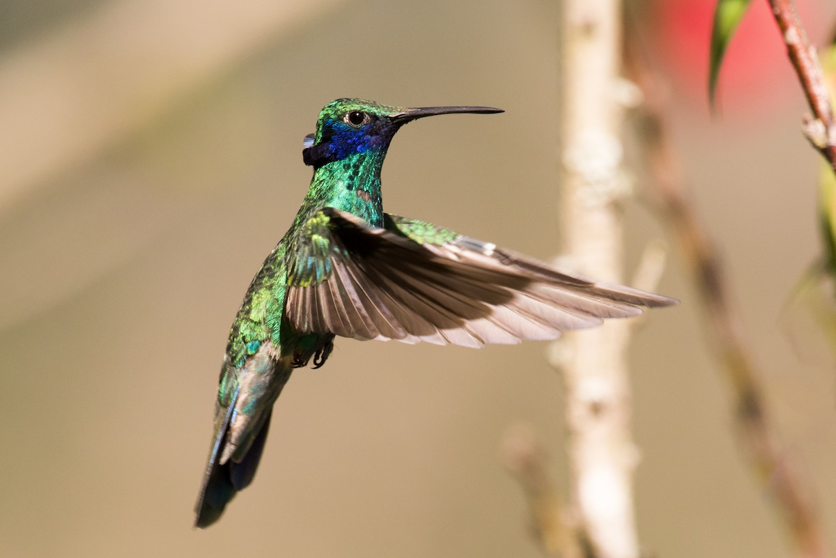 kolibřík modrolící - ML135231951