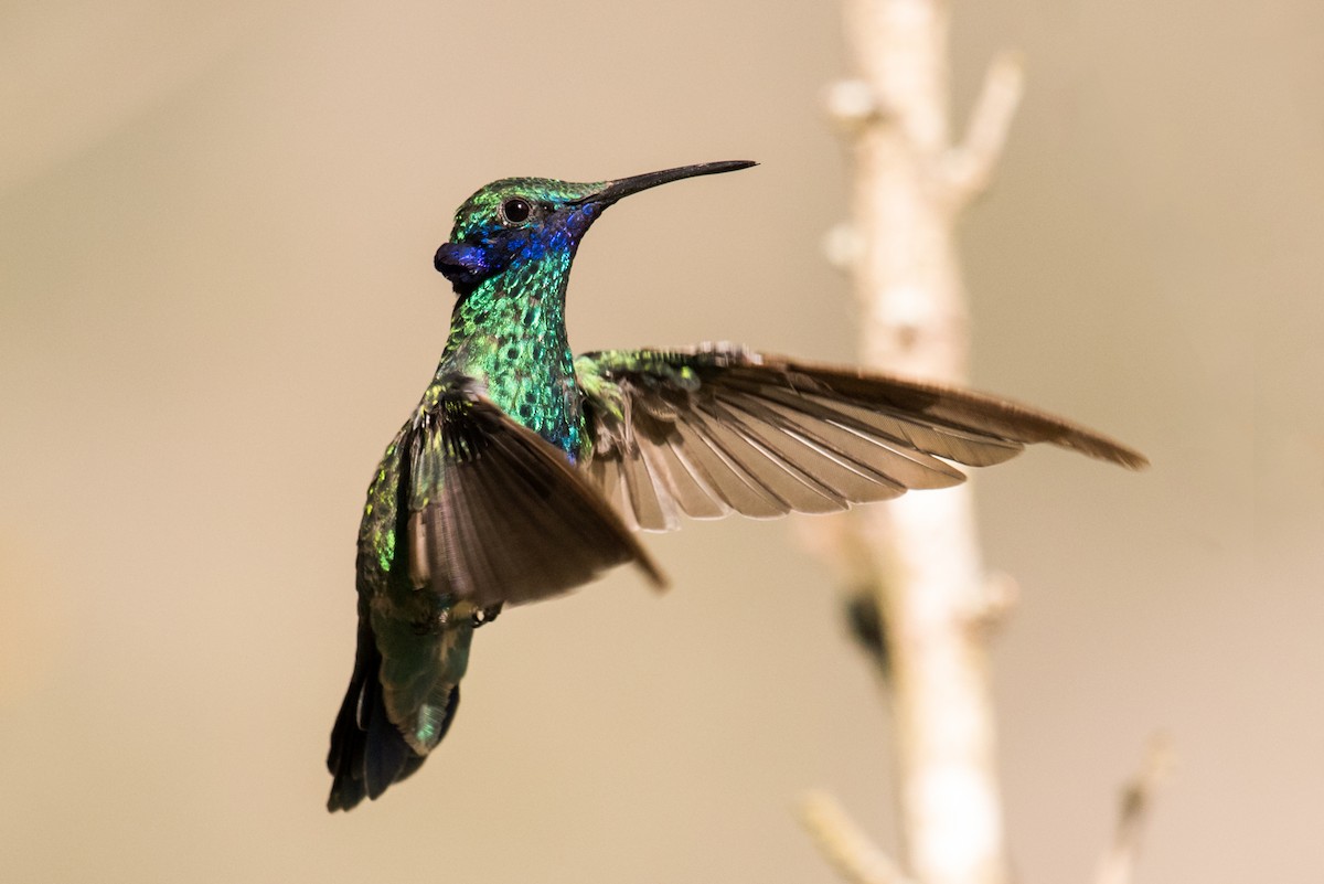 kolibřík modrolící - ML135231981