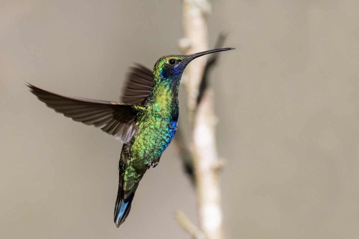 kolibřík modrolící - ML135232051