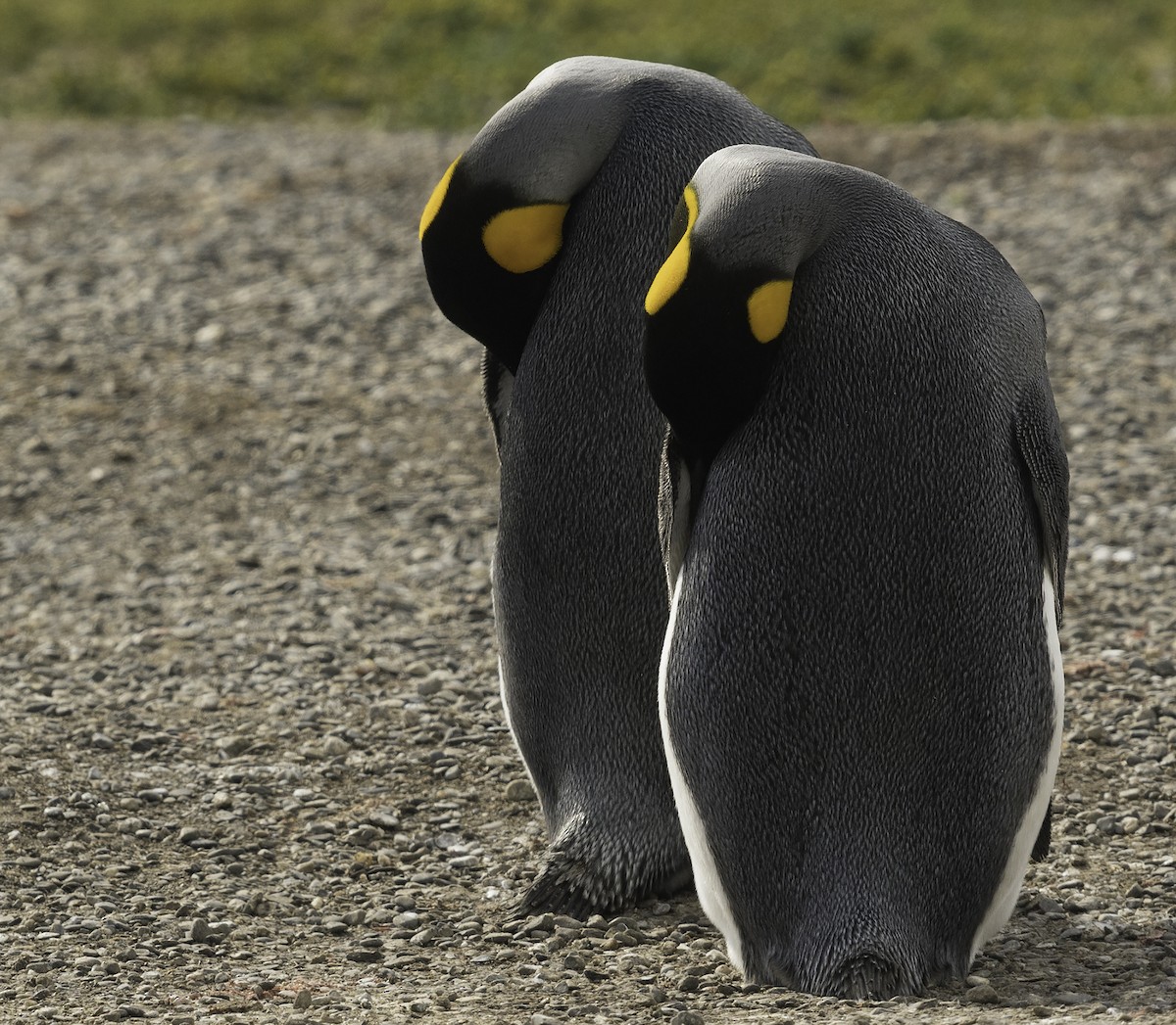 King Penguin - Ian Routley