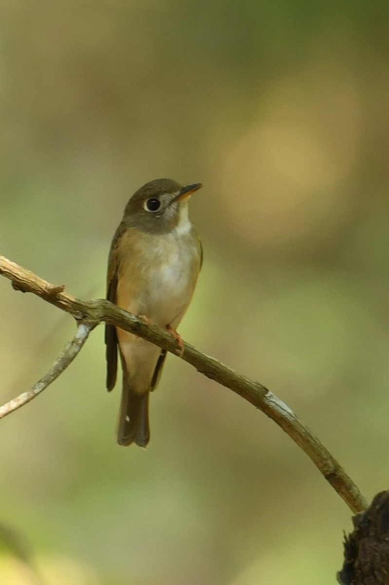 Brown-breasted Flycatcher - Mohammed Sayeer