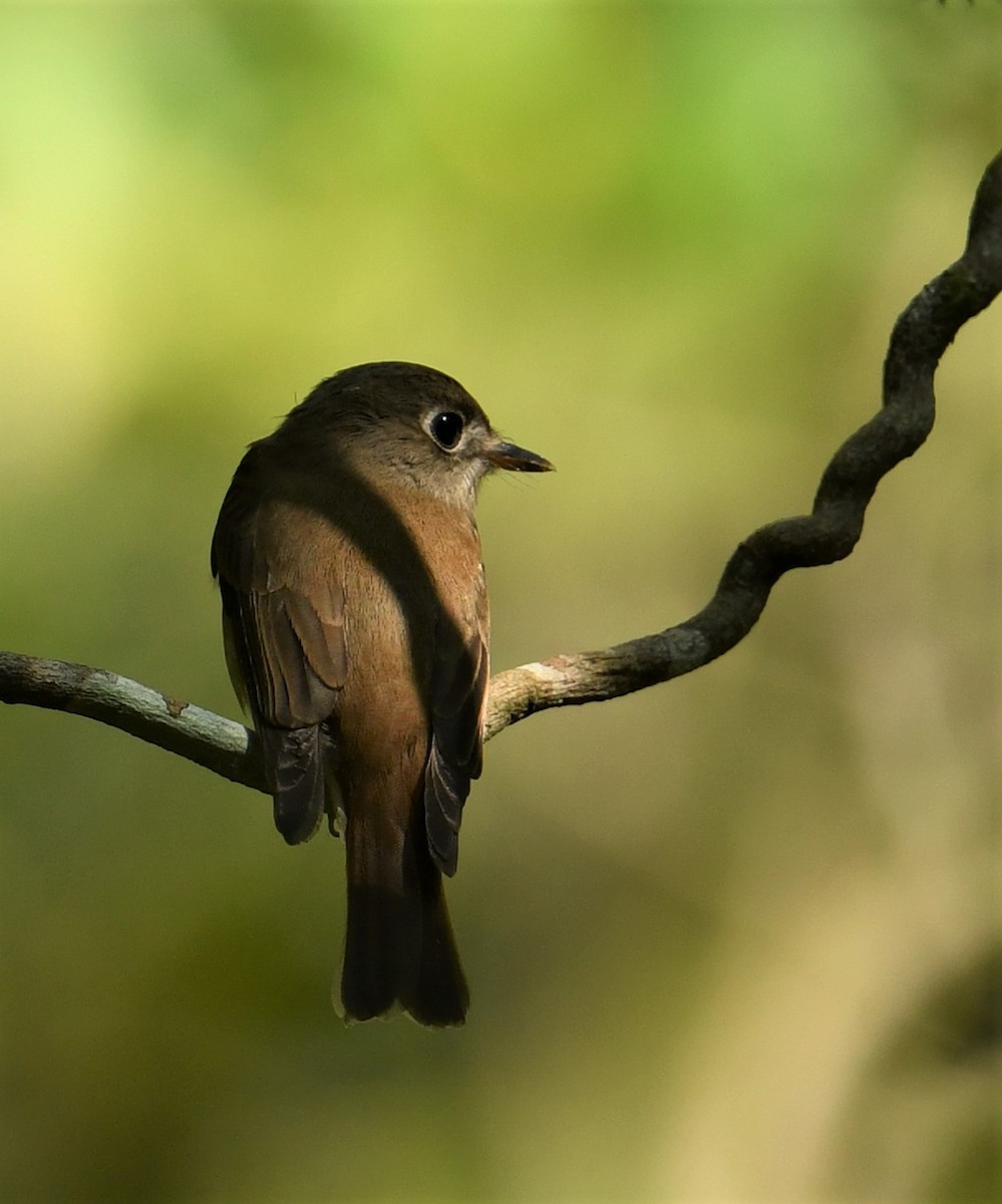 Brown-breasted Flycatcher - Mohammed Sayeer