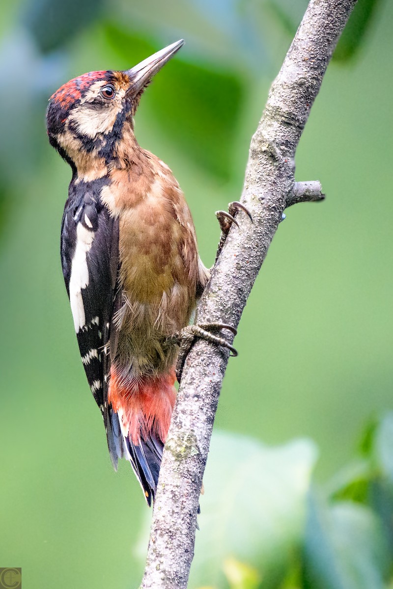Himalayan Woodpecker - Manjula Desai