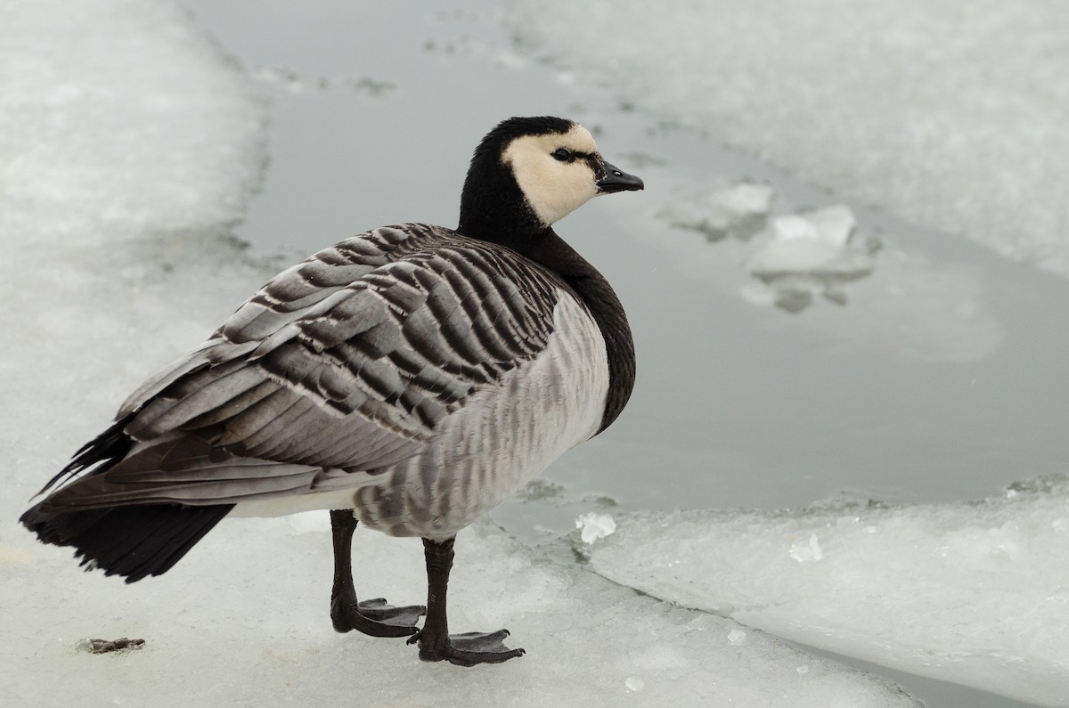 Barnacle Goose - Anonymous