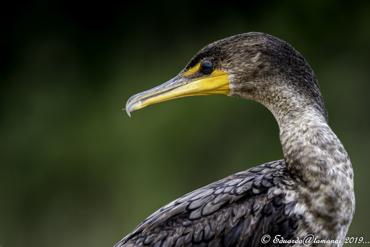 Double-crested Cormorant - Jorge Eduardo Ruano