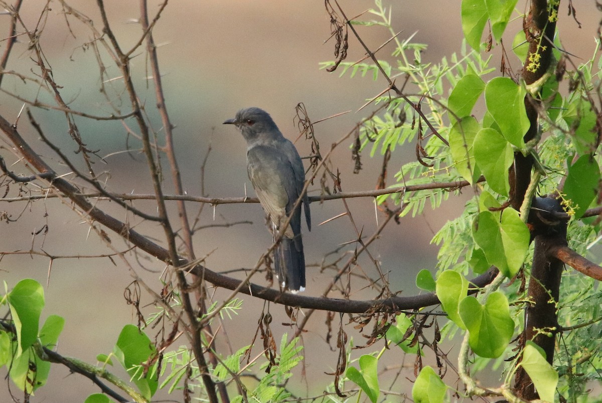 Gray-bellied Cuckoo - Bhaarat Vyas