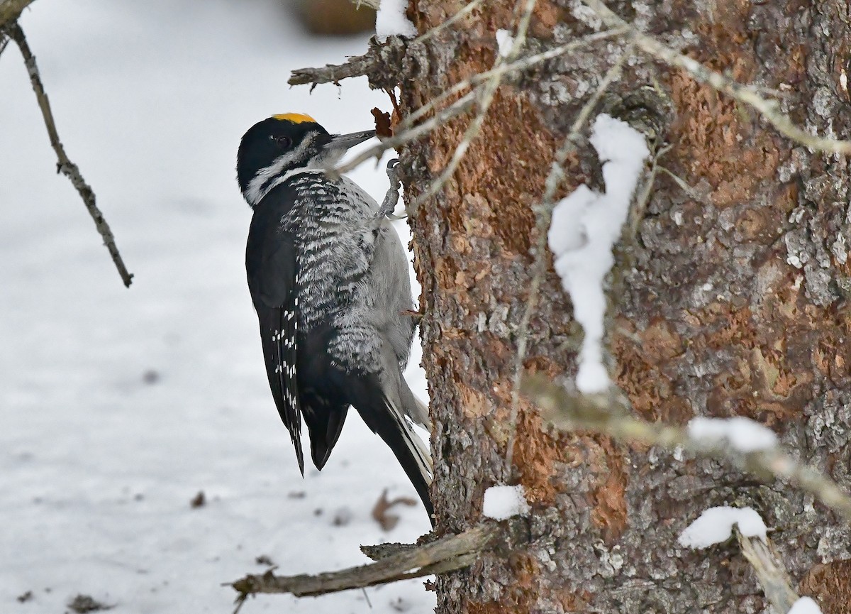 Black-backed Woodpecker - ML135246421