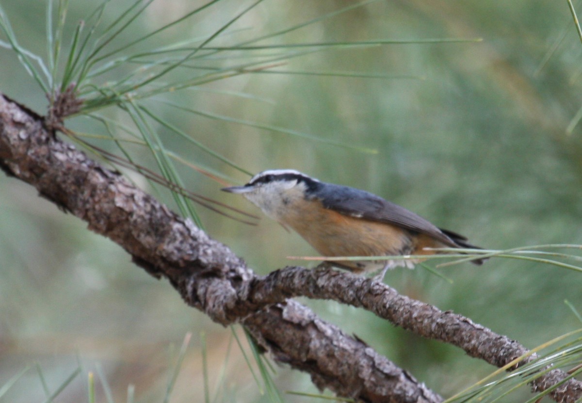 Red-breasted Nuthatch - Paul Hueber