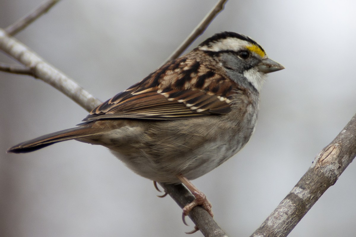 White-throated Sparrow - Curtis Bumgarner