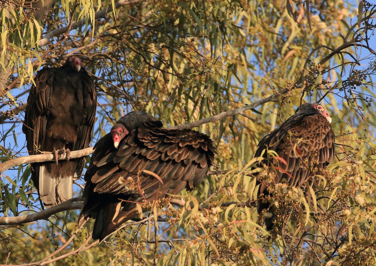 Turkey Vulture (Northern) - ML135250991