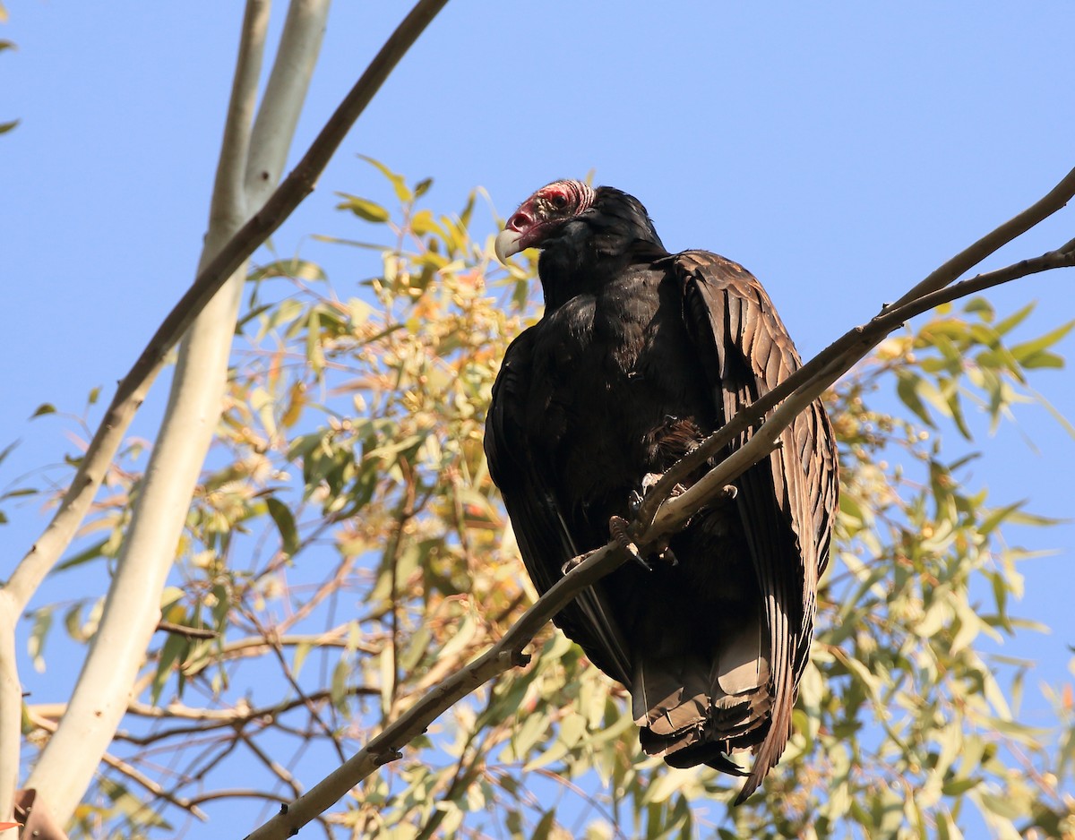 Turkey Vulture (Northern) - ML135251001