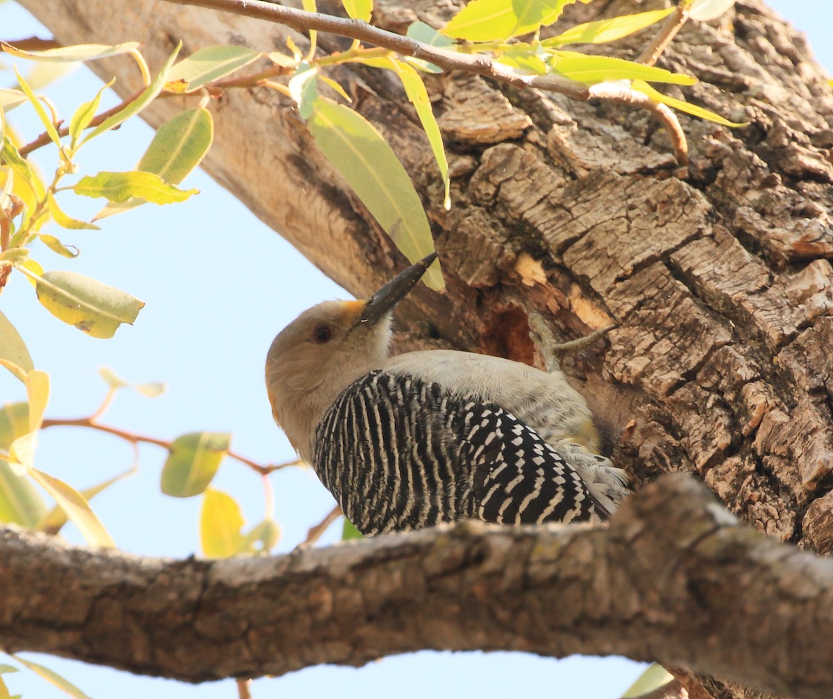 Golden-fronted Woodpecker - Anuar López