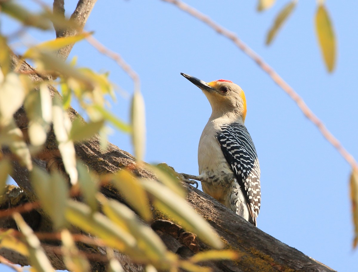 Golden-fronted Woodpecker - ML135251111