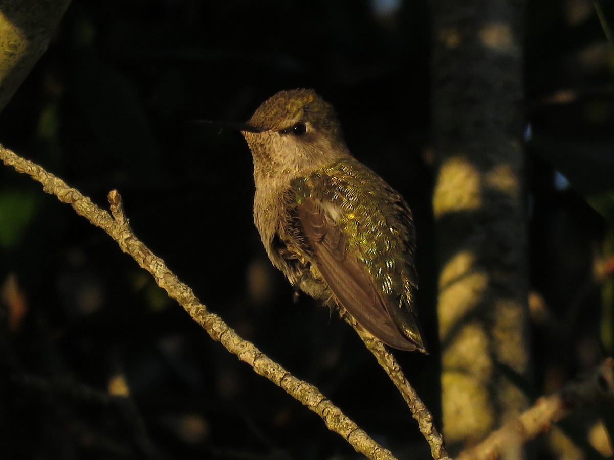 Anna's Hummingbird - ML135251181