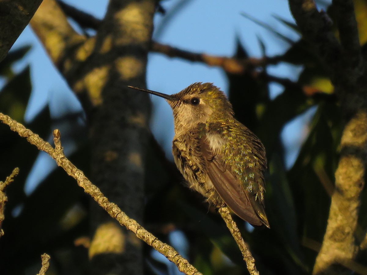 Anna's Hummingbird - ML135251331