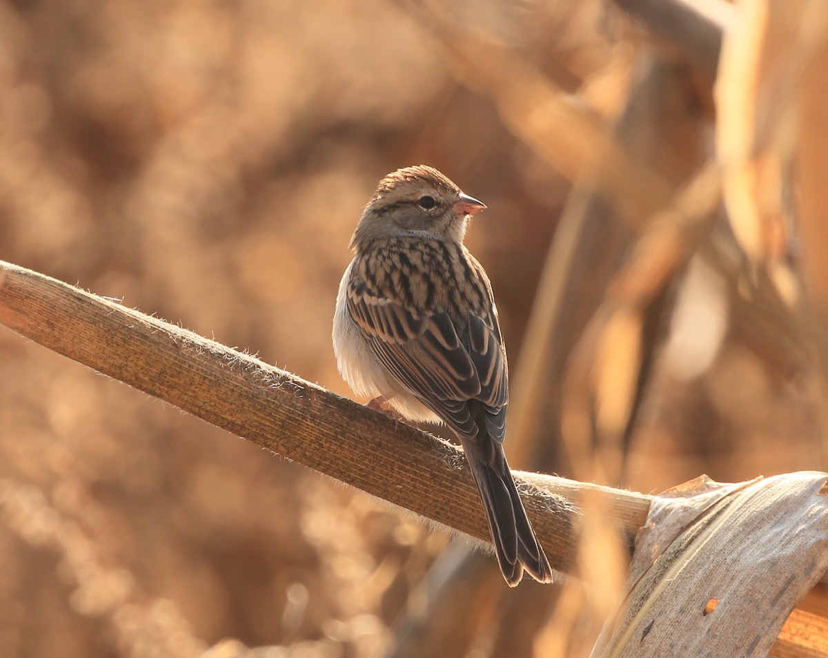 Chipping Sparrow - ML135251491