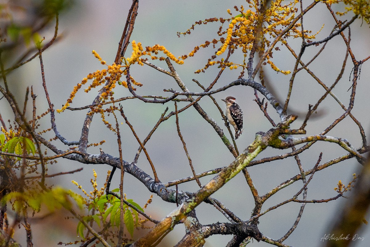 Brown-capped Pygmy Woodpecker - Abhishek Das