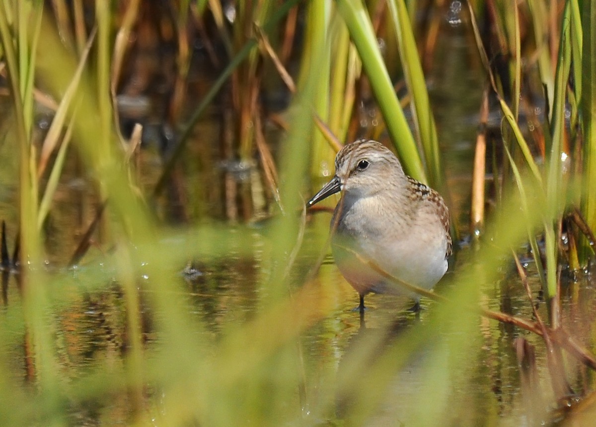 Red-necked Stint - Ryan O'Donnell
