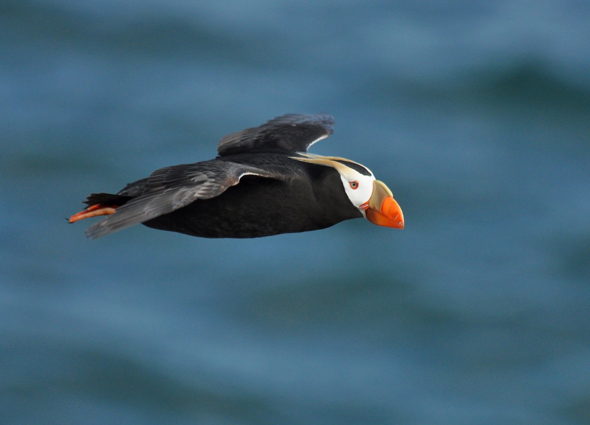 Tufted Puffin - ML135252651