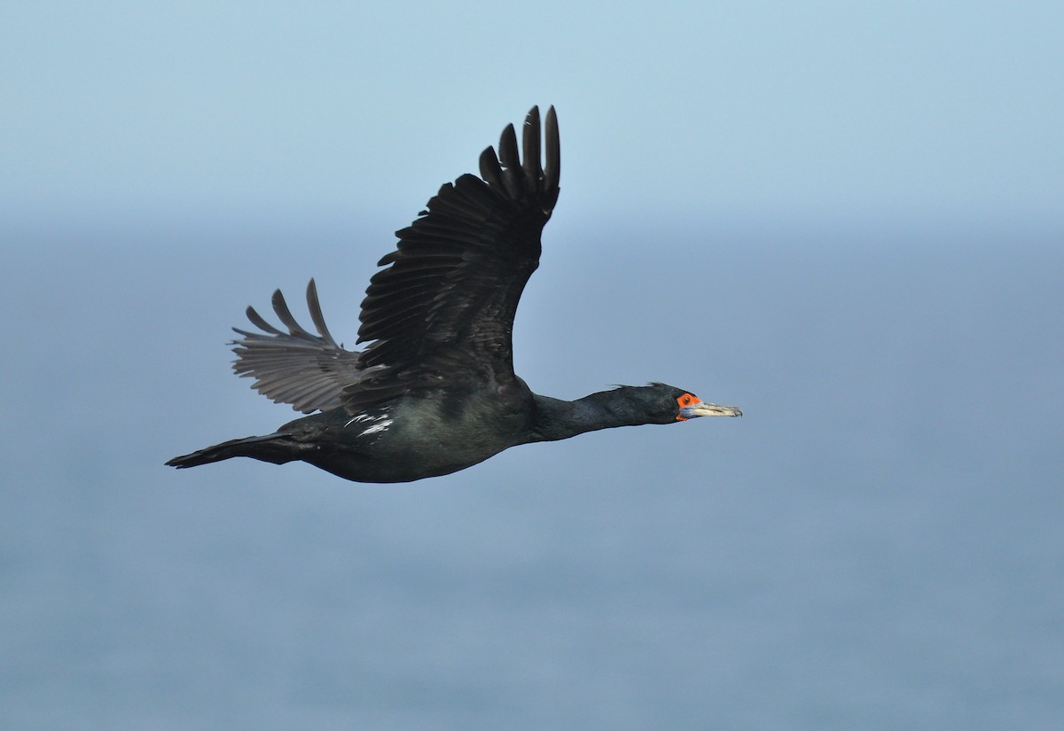 Red-faced Cormorant - ML135253171