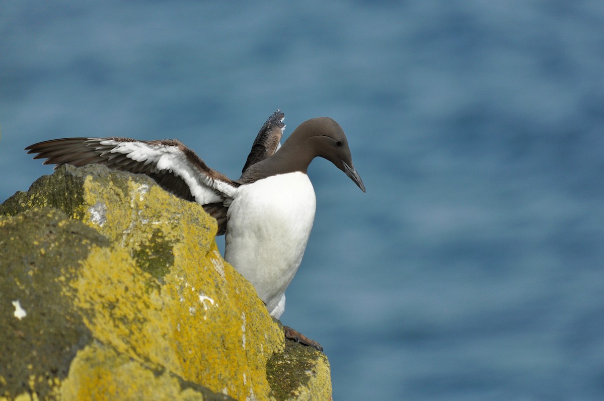 Common Murre - Ryan O'Donnell