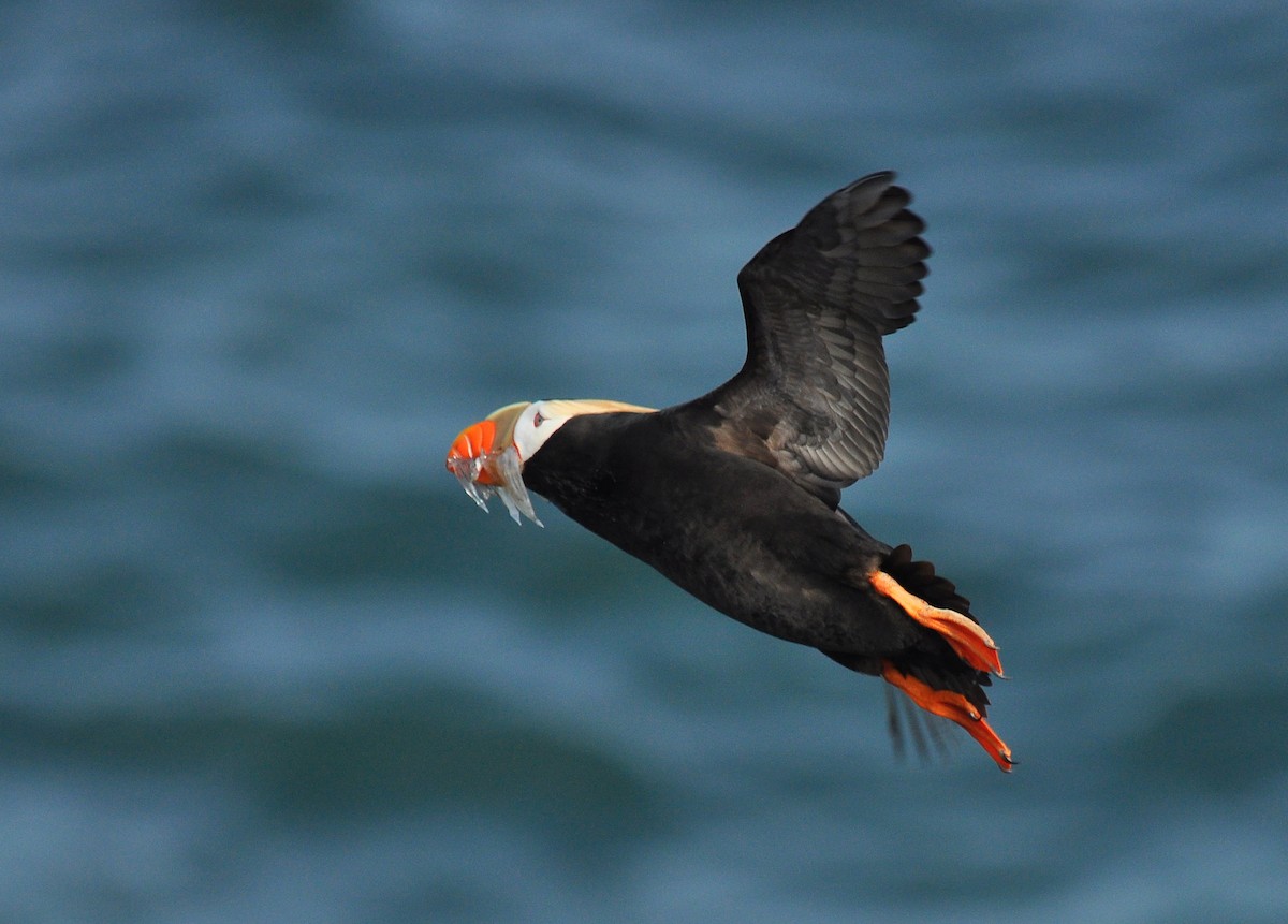 Tufted Puffin - ML135253201