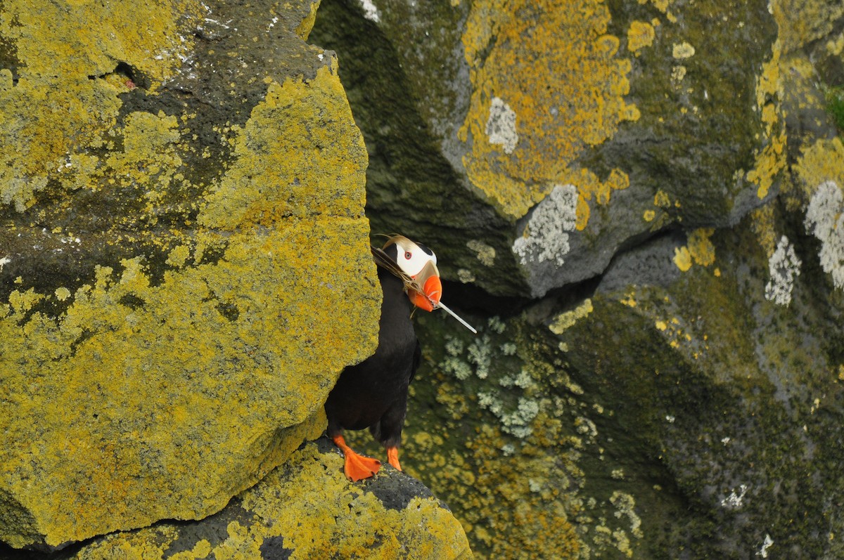 Tufted Puffin - ML135253461