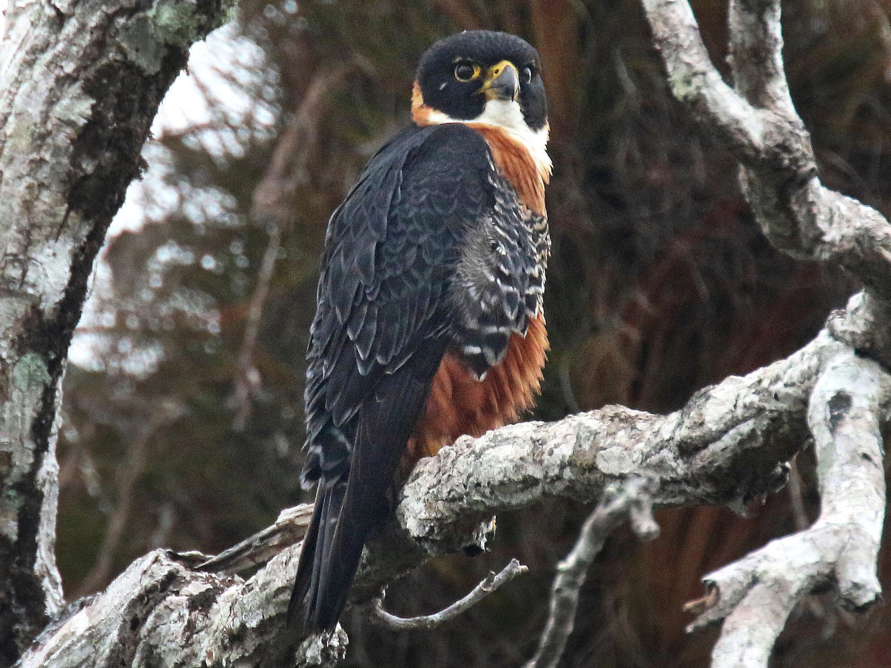 Orange-breasted Falcon - Stephen Gast