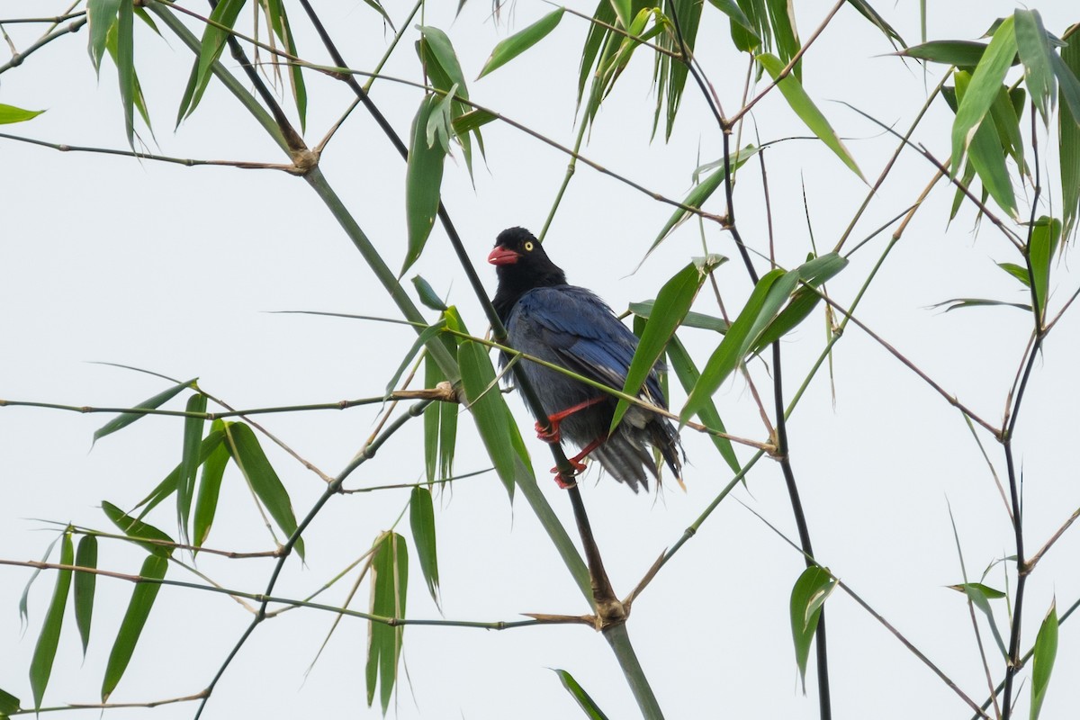 Taiwan Blue-Magpie - Isolith Huang