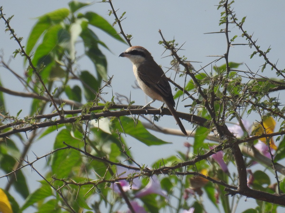 Brown Shrike - Mohit Aggarwal