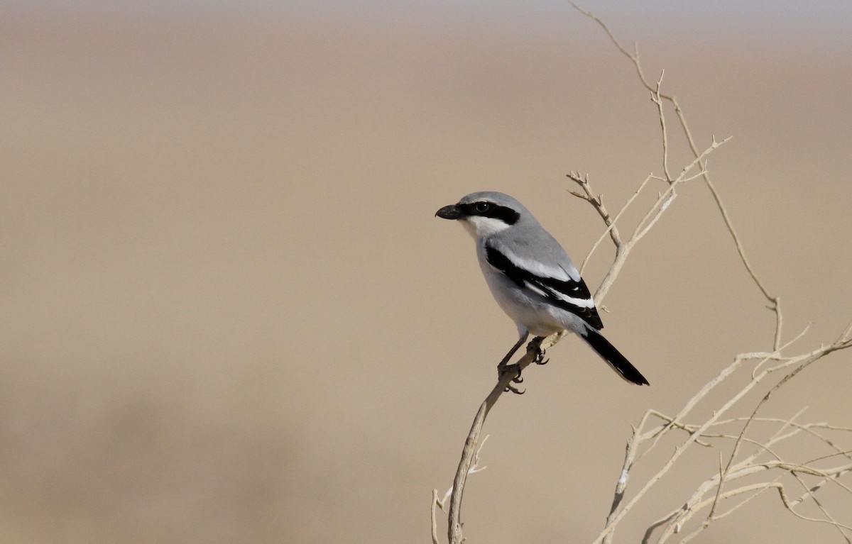 Great Gray Shrike (Arabian) - ML135255931