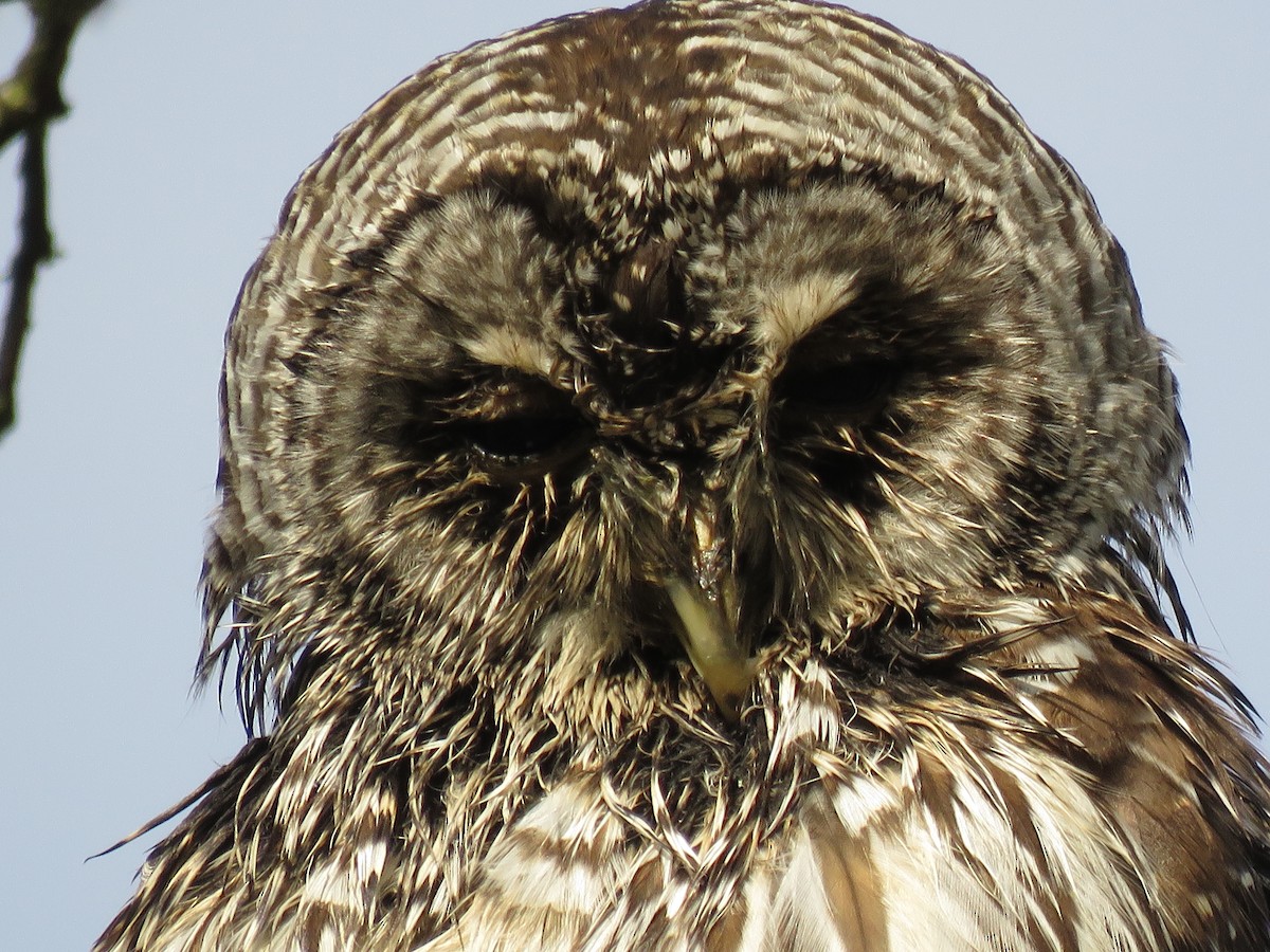 Barred Owl - ML135257251