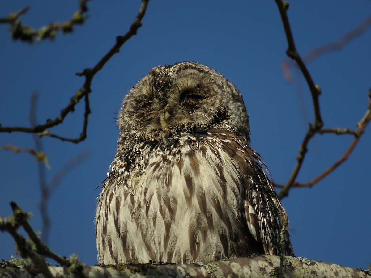 Barred Owl - ML135257301