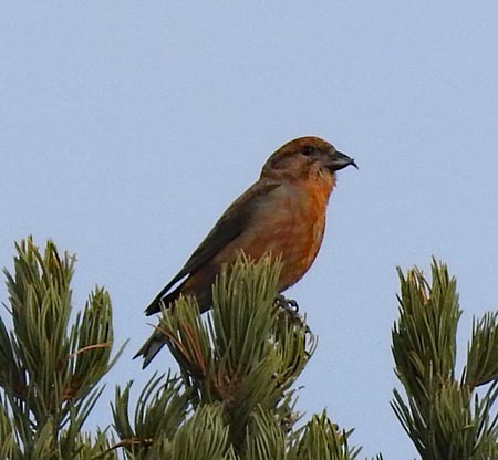 Red Crossbill - Cory Shaw