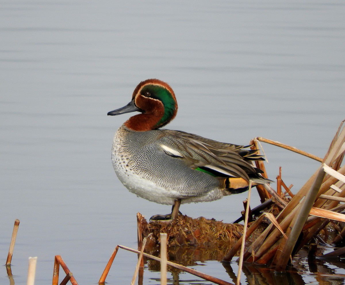 Green-winged Teal - ML135260111