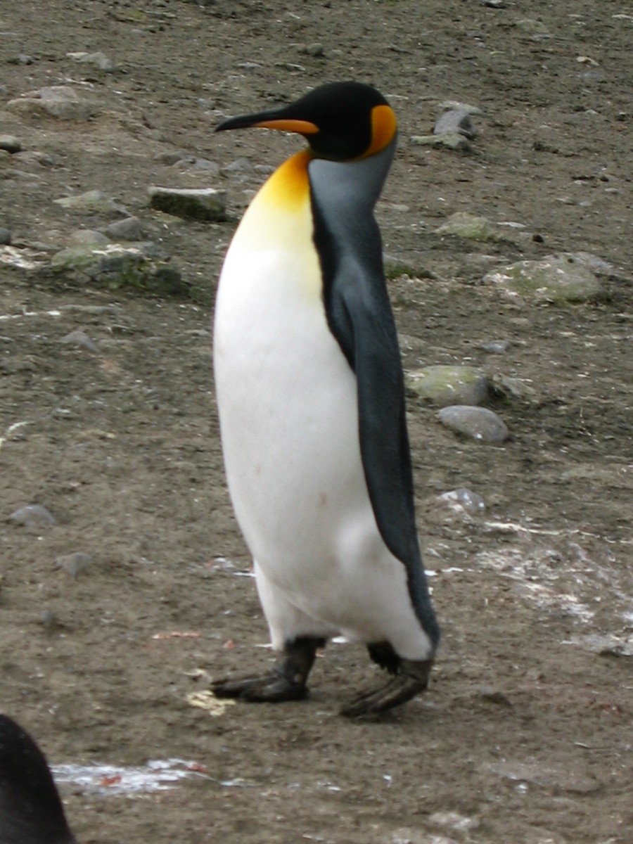 King Penguin - Bruce Kronmiller