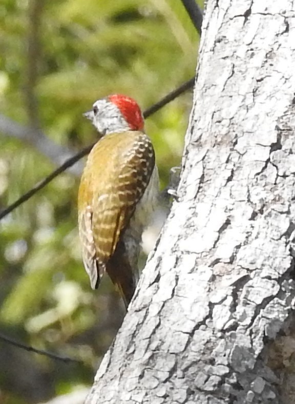 Cardinal Woodpecker - ML135261481