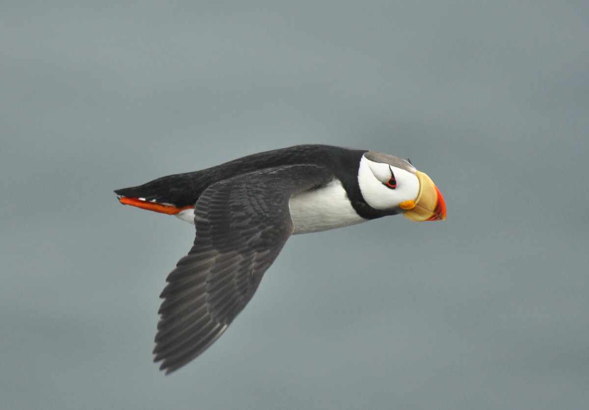 Horned Puffin - ML135262671